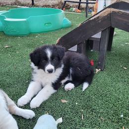 Cliff - Black and white male Border Collie puppy in Morgan, Texas from Shooting Star Ranch