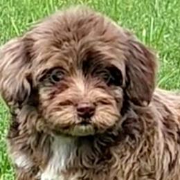 Bernedoodles, Cavapoos, Cockapoos, Goldendoodles, Havapoos, and Poodles from Farquharson's Poodles&Doodles