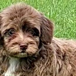 Bernedoodles, Cavapoos, Cockapoos, Goldendoodles, Havapoos, and Poodles from Farquharson's Poodles&Doodles