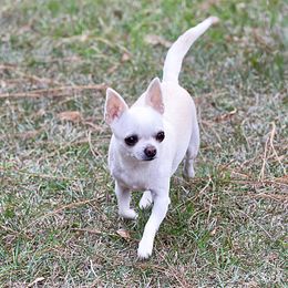 Chanta - Chihuahua