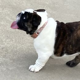 Maisey - Bulldog puppy from Big Pine Bulldogs