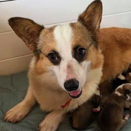 Border Collies, Dachshunds, and Pembroke Welsh Corgis from Whisenhunt Farms