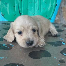 Dolly - Cream female Dachshund puppy in Hawley, Texas from Foxy’s Dachshunds & Toy Aussies
