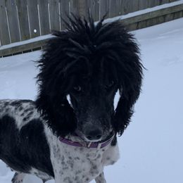 Daisy - Poodle