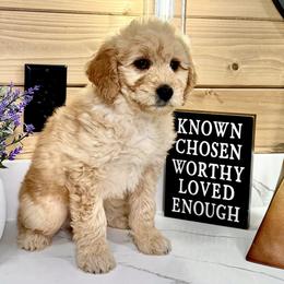 Goldendoodle Puppies from Jeremy Dafoe