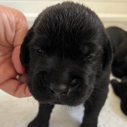 Boy 2 - male Labrador Retriever puppy in Tiverton, Rhode Island from Our Little Farm