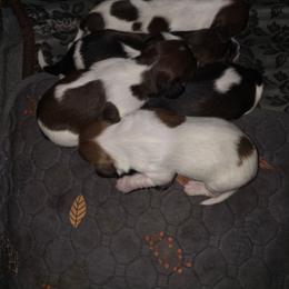 Dachshund puppies from Wiener Works Co.
