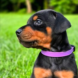 Lux - Black and rust female Doberman Pinscher puppy in Lebanon, Ohio from Lady Mae Bassets & Doberman