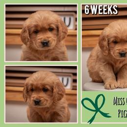 Pickles - Dark golden female Golden Retriever puppy in Driggs, Idaho from SK Golden Retrievers