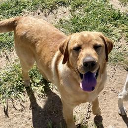 George - Labrador Retriever