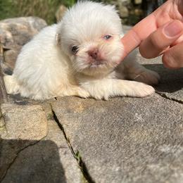 AKC Ace - Pekingese puppy from Imperial Pekingese
