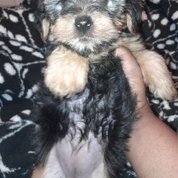 Yorkipoo and Yorkshire Terrier Puppies from Dynasty yorkies