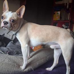 Eros - Boston Terrier