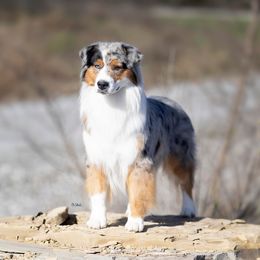 Canon - Australian Shepherd