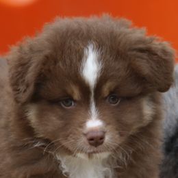 Girl 1 - Red tri-color Miniature American Shepherd puppy in Tiskilwa, Illinois from First Harmony Farms