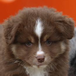 Girl 1 - Red tri-color Miniature American Shepherd puppy in Tiskilwa, Illinois from First Harmony Farms