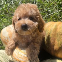 Iyla - Red female Cockapoo puppy in Lebanon, Kentucky from Mosaic Merle Doodles