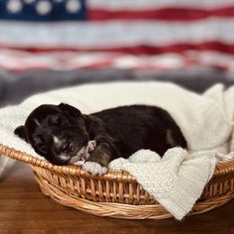 Putzie - Black tri-color male Australian Shepherd puppy in Uvalda, Georgia from Happy Ours Australian Shepherds