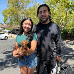Electra-Hazel - Red female Dachshund puppy in Pittsburg, California from Super Hero Dachshunds