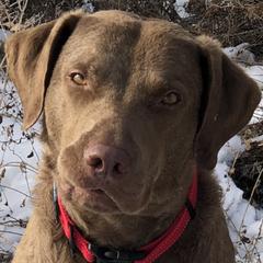Chesapeake Bay Retrievers from Crystal Springs Chesapeake’s