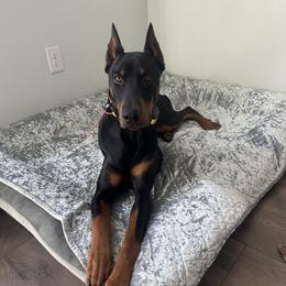 Kylo - Doberman Pinscher