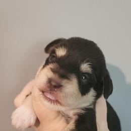 Whimsy - Liver female Miniature Schnauzer puppy in Ferndale, Washington from Blackhorse Schnauzers Washington state