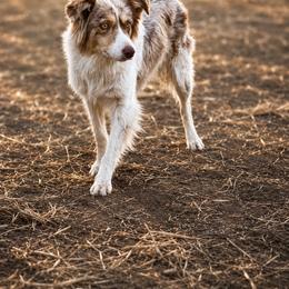 Noisy - Border Collie