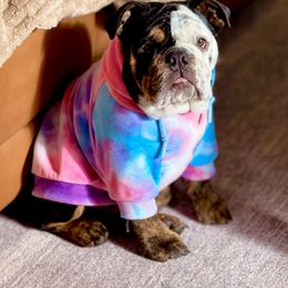 Bulldog Puppies from Snuggle Pups