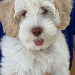 Australian Labradoodle Puppies from Bonzer Australian Labradoodles