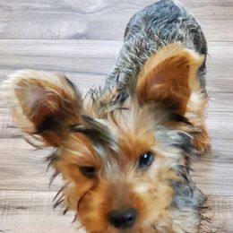 Yorkshire Terriers from Brenda's Yorkies