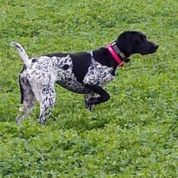 German Shorthaired Pointer All Grown Up from Shining Star GSP's