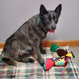 Chevelle - Australian Cattle Dog