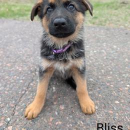 German Shepherd Puppies from League of Shepherds
