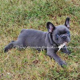 Boston Terrier and French Bulldog Puppies from Freedom Bostons