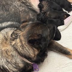 German Shepherd Puppies from Brooks High Quality Breeders