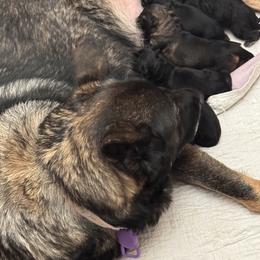 German Shepherd Puppies from Brooks High Quality Breeders