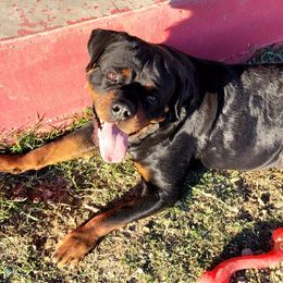 Rocky - Rottweiler