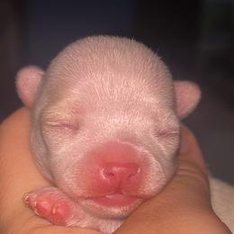 Joker - Fawn male Chihuahua puppy in New Castle, Delaware from Sasha’s Elite Kennel LLC