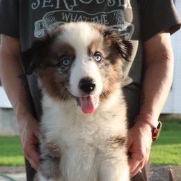 Kickball - Blue merle male Miniature American Shepherd puppy in Maryland from Atomic Minis