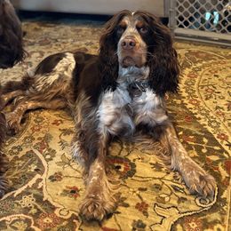 English Springer Spaniels from Ridgeview Springers