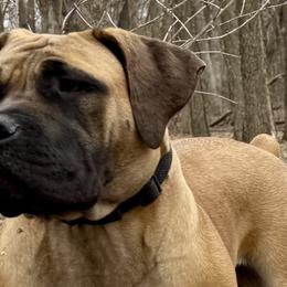 Boerboels from Badgerland Boerboels