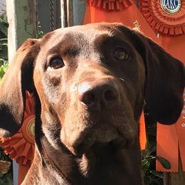 Penny - Labrador Retriever