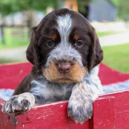Nash - Tri-Roan male English Springer Spaniel puppy in Winchester, Kentucky from Hidden Springs Farm