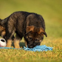 German Shepherd Puppies from Sommerfeld German Shepherds