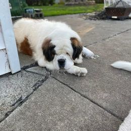 Saint Bernard All Grown Up from Krissie Pilette