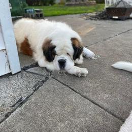 Saint Bernard All Grown Up from Krissie Pilette