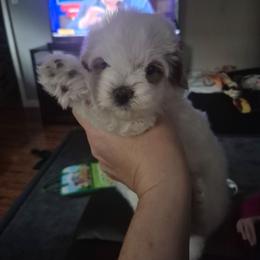 Milo - White male Maltipoo puppy in Everett, Washington from Meadows Ranch