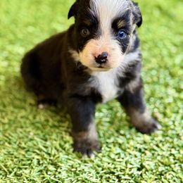 Black tri male - Black tri male Miniature Australian Shepherd puppy in Lemon Cove, California from Magic Ranch Mini Aussies