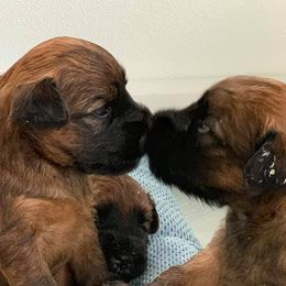 Soft Coated Wheaten Terriers from Charm Wheatens
