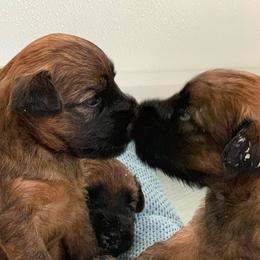 Soft Coated Wheaten Terriers from Charm Wheatens